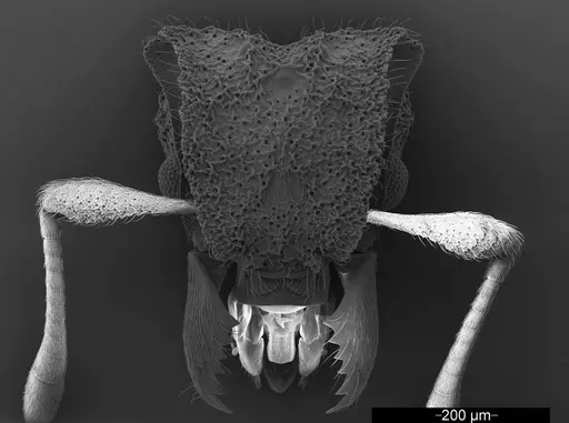 Mycetophylax asper - USNMENT01126247