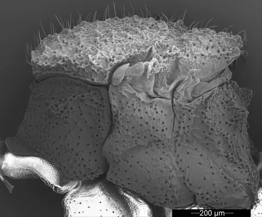 Mycetophylax asper - USNMENT01126247