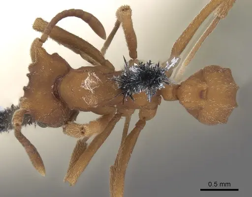 Mycetophylax auritus specimen