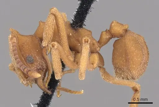 Mycetophylax auritus specimen