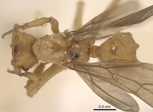 Mycetophylax auritus - CASENT0919610