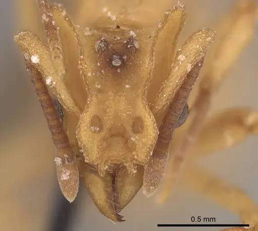 Mycetophylax auritus - CASENT0919610