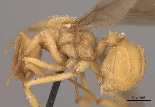 Mycetophylax auritus - CASENT0919610