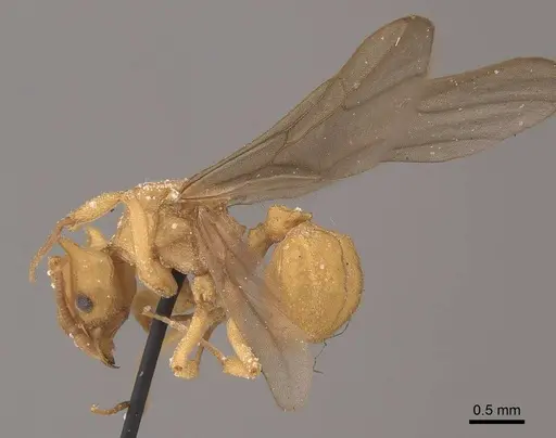 Mycetophylax auritus - CASENT0919610