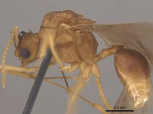 Mycetophylax auritus - CASENT0919611