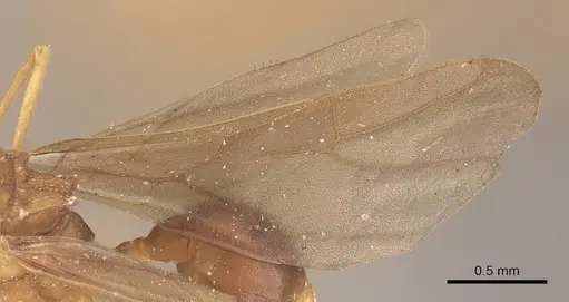 Mycetophylax auritus - CASENT0919611