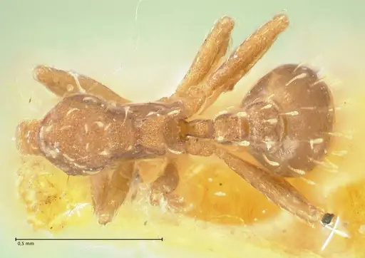 Mycetophylax auritus - FOCOL2196