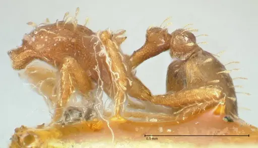 Mycetophylax auritus - FOCOL2196