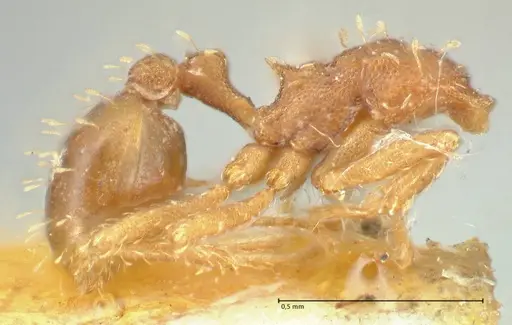 Mycetophylax auritus - FOCOL2196