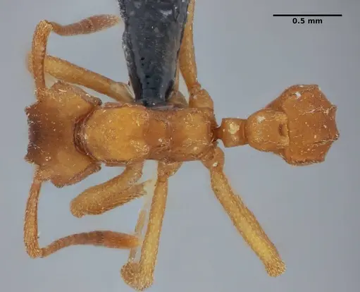 Mycetophylax auritus - UFV-LABECOL-004945