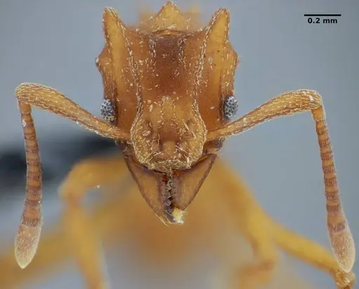 Mycetophylax auritus - UFV-LABECOL-004945