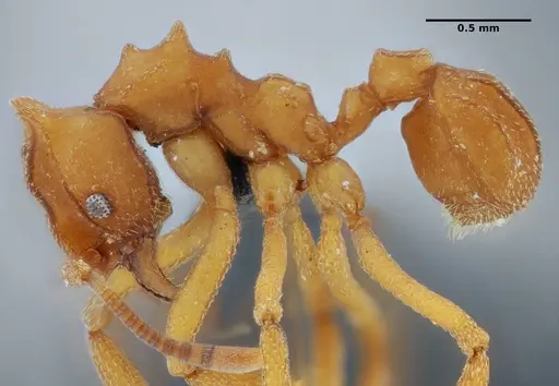 Mycetophylax auritus - UFV-LABECOL-004945