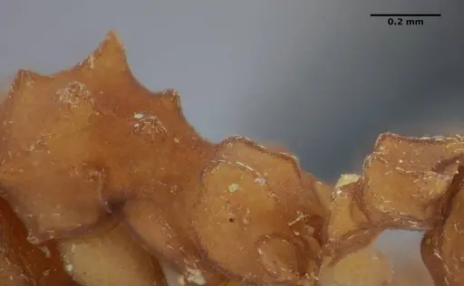 Mycetophylax auritus - UFV-LABECOL-004945