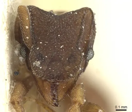 Mycetophylax bruchi specimen