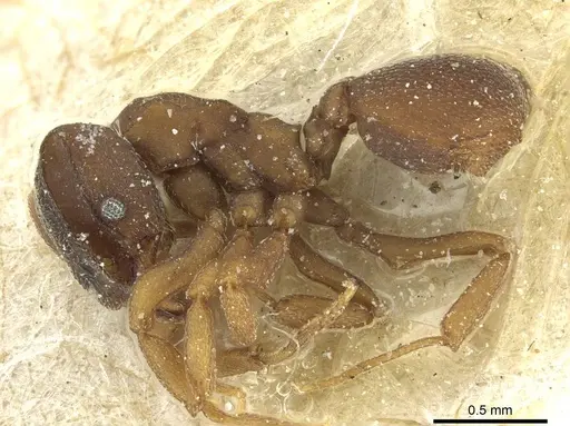 Mycetophylax bruchi specimen