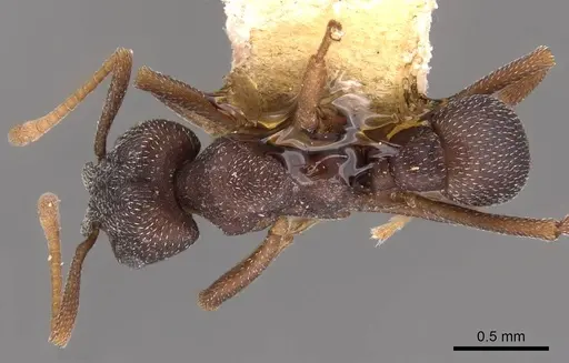 Mycetophylax conformis specimen