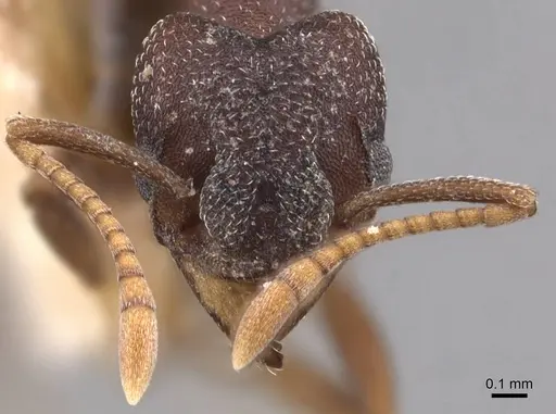 Mycetophylax conformis specimen
