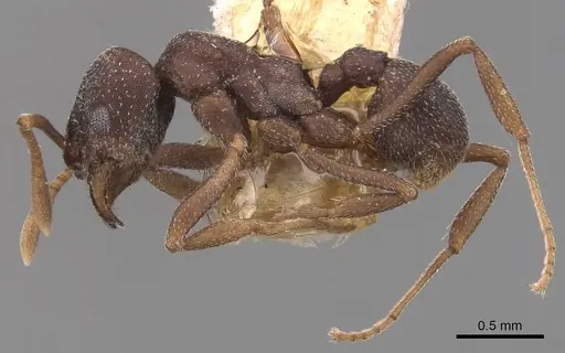 Mycetophylax conformis specimen