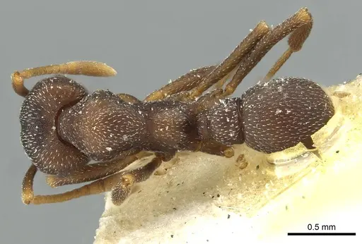 Mycetophylax conformis - CASENT0912504