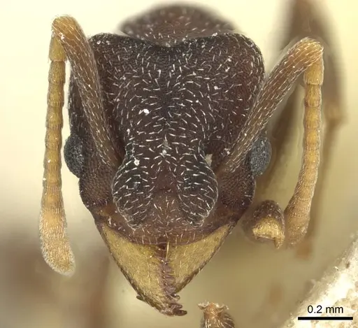 Mycetophylax conformis - CASENT0912504