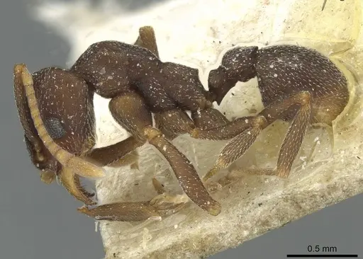 Mycetophylax conformis - CASENT0912504