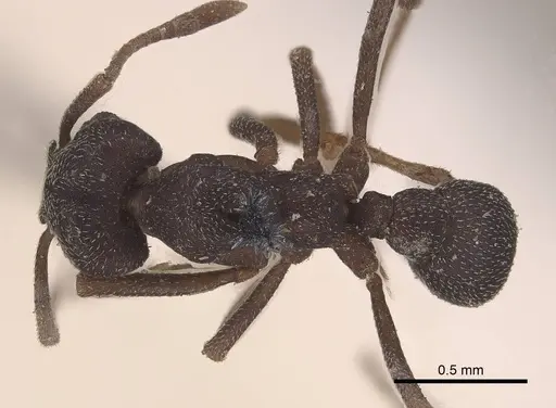 Mycetophylax conformis - CASENT0919617