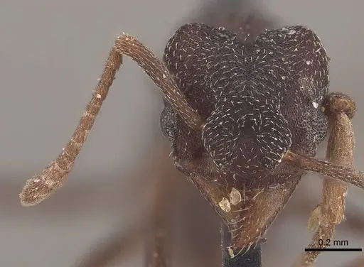 Mycetophylax conformis - CASENT0919617