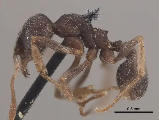 Mycetophylax conformis - CASENT0919617