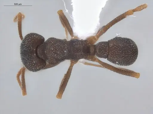 Mycetophylax conformis - ECOFOG-BUG-1732-09