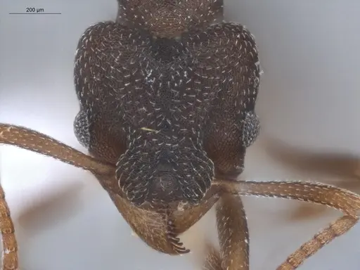 Mycetophylax conformis - ECOFOG-BUG-1732-09