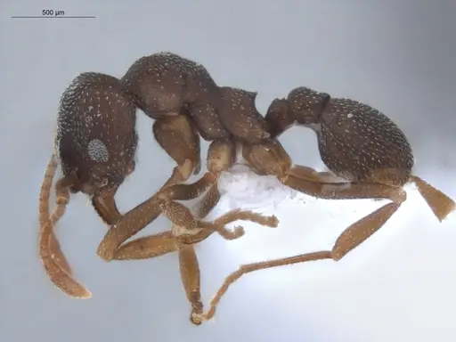 Mycetophylax conformis - ECOFOG-BUG-1732-09