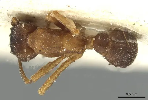 Mycetophylax daguerrei specimen