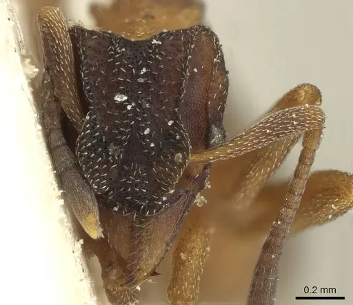 Mycetophylax daguerrei specimen