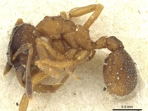 Mycetophylax daguerrei specimen