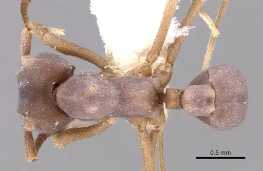 Mycetophylax faunulus specimen