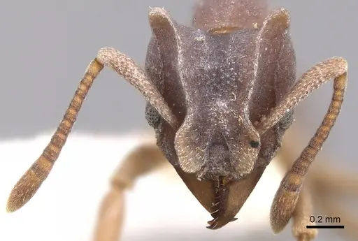 Mycetophylax faunulus specimen