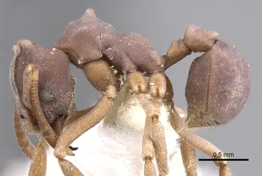 Mycetophylax faunulus specimen