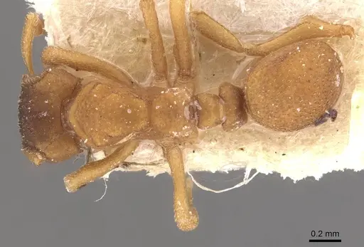 Mycetophylax lectus specimen