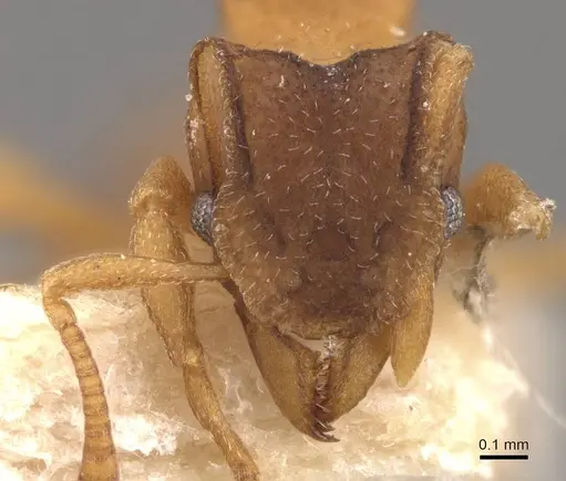 Mycetophylax lectus specimen