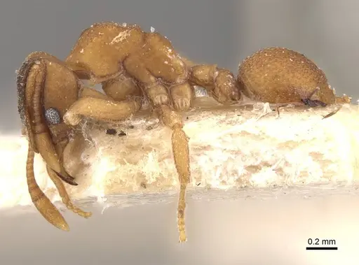 Mycetophylax lectus specimen