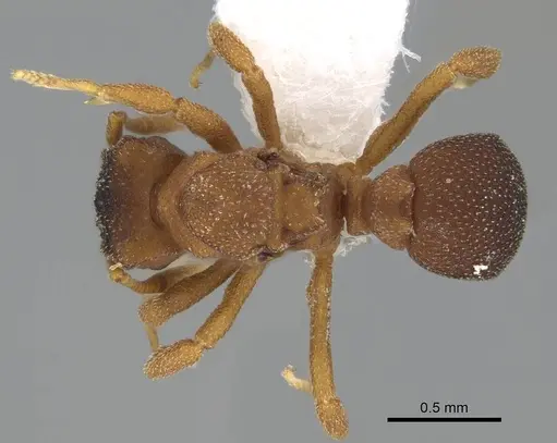 Mycetophylax lectus - CASENT0922144