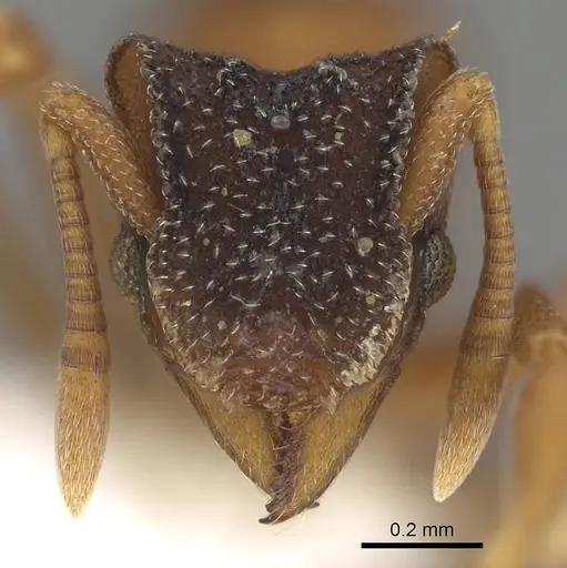 Mycetophylax lectus - CASENT0922144