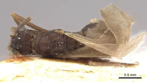 Mycetophylax nemei specimen