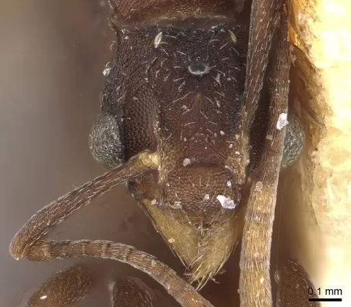 Mycetophylax nemei specimen