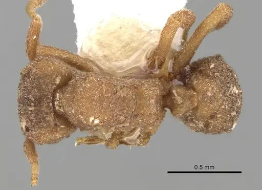 Mycetophylax olitor specimen