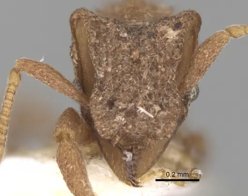 Mycetophylax olitor specimen