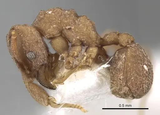 Mycetophylax olitor specimen