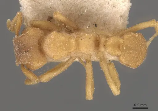 Mycetophylax olitor - CASENT0909375