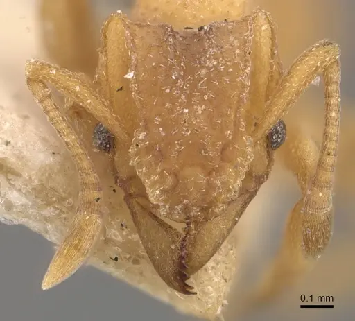 Mycetophylax olitor - CASENT0909375