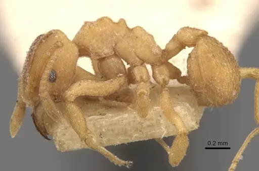 Mycetophylax olitor - CASENT0909375